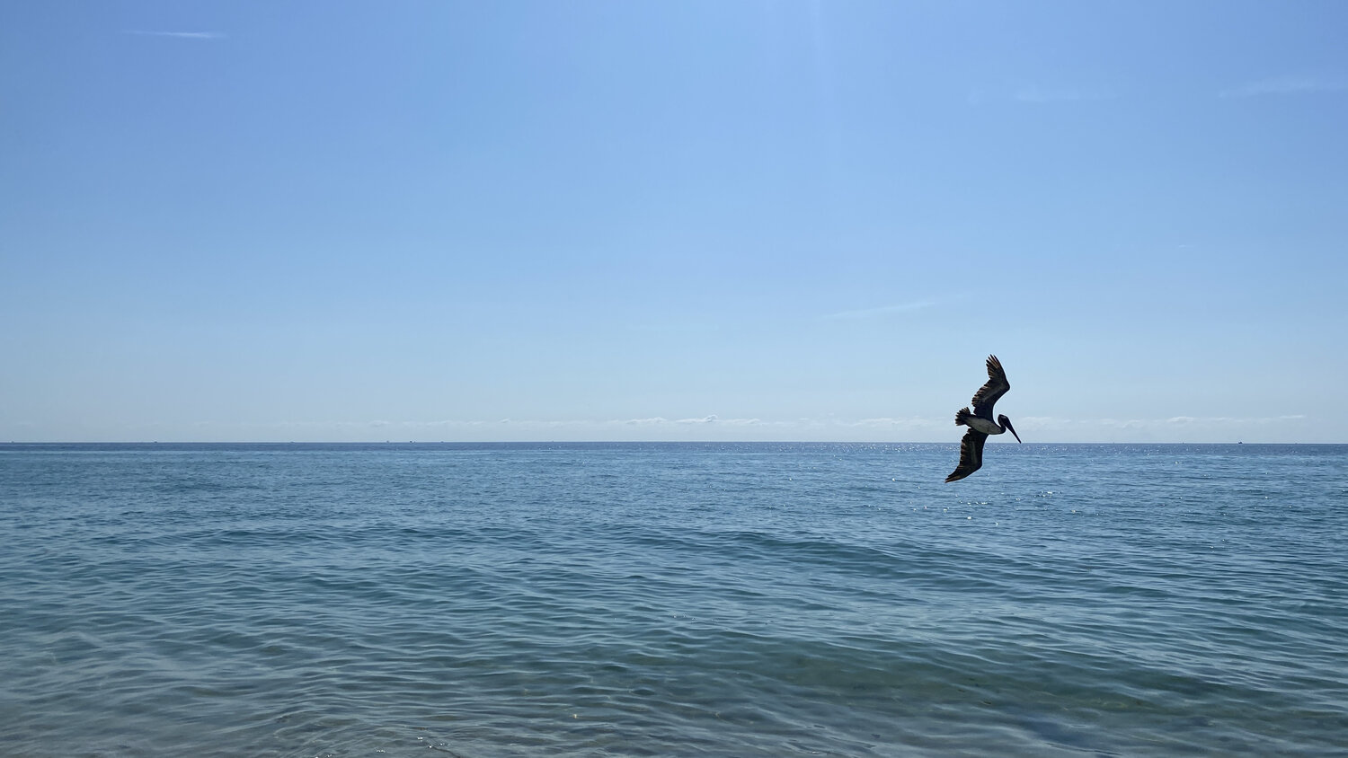 Sunny Isles, Florida - The Diver Aleks Rosenberg
