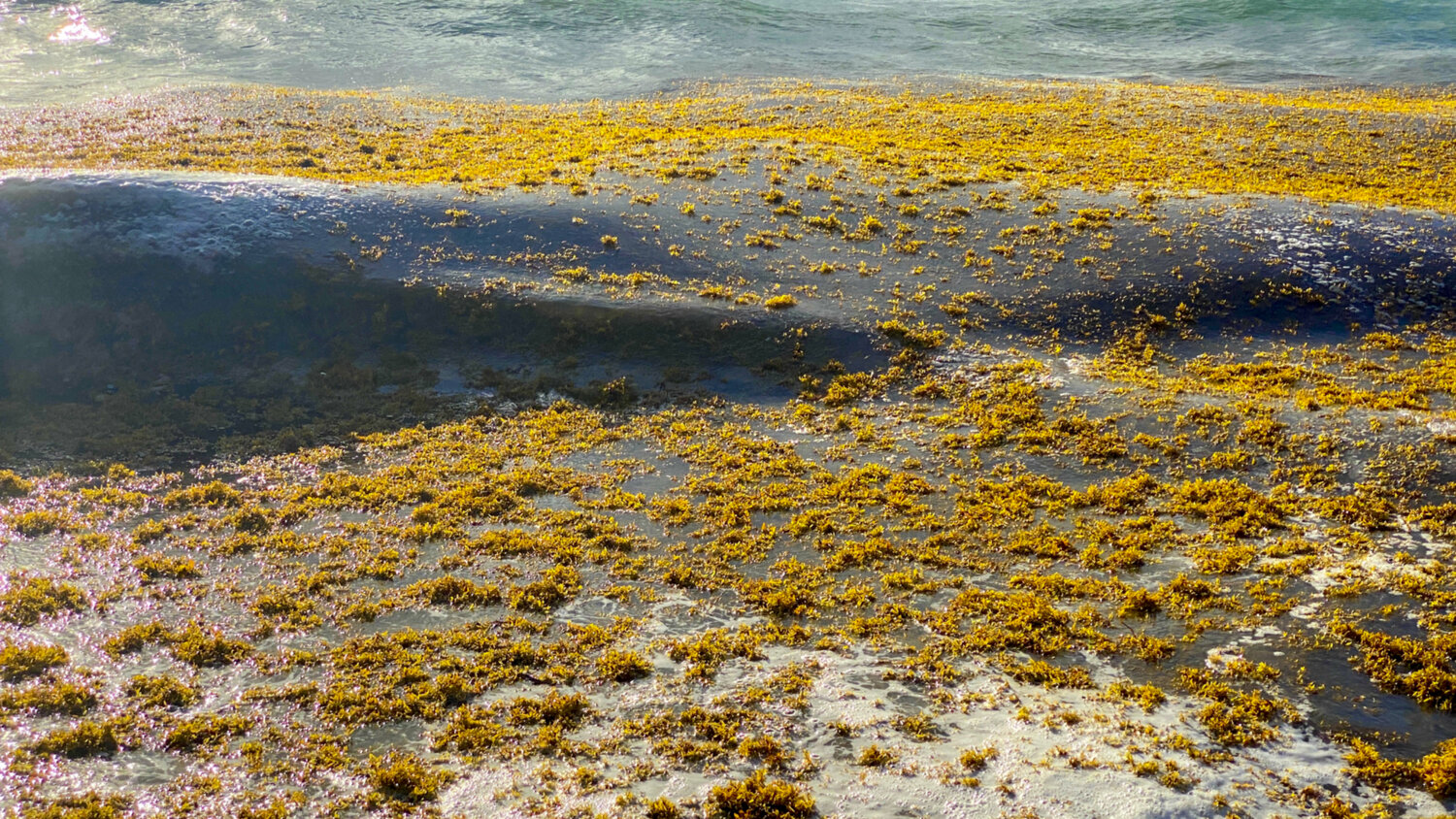 53 - SEAWEED Aleks Rosenberg Photography for sale