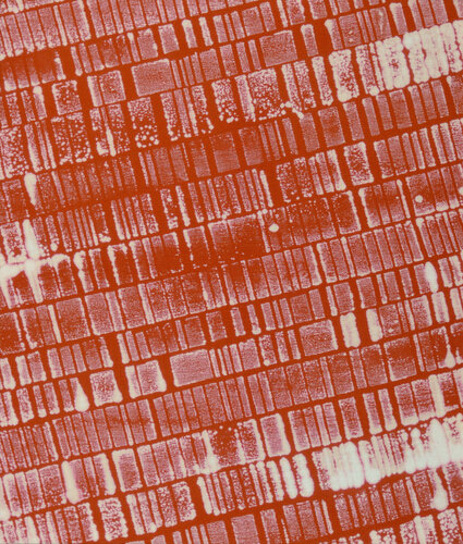 MTP NEG MONO # RO-12.07-20 Laurent Prudot