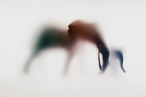 WILD LENS - ELEPHANT X von Sven Pfrommer, Fotografie kaufen auf Singulart