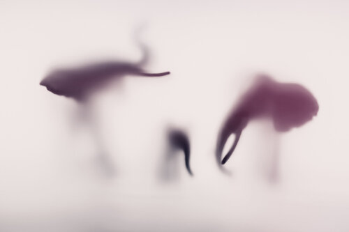 WILD LENS - ELEPHANT XIX Sven Pfrommer