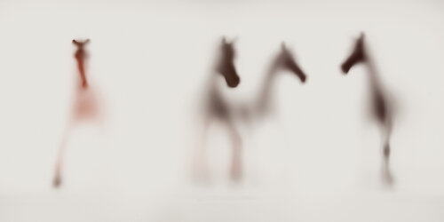 WILD LENS - HORSES I Sven Pfrommer