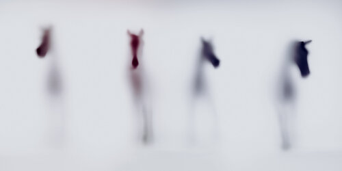WILD LENS - HORSES II Sven Pfrommer
