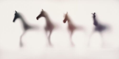 WILD LENS - HORSES IV Sven Pfrommer
