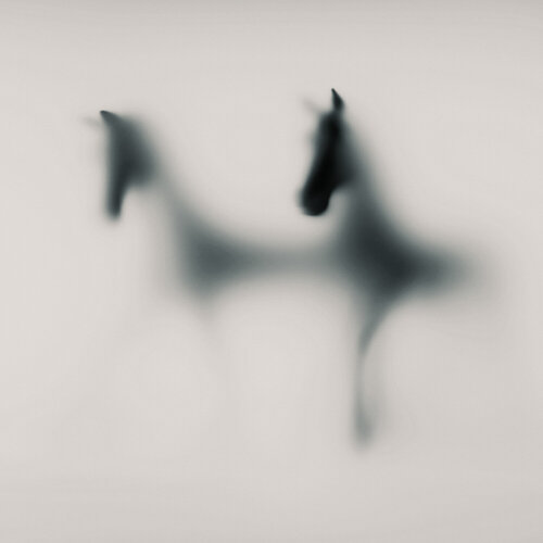 WILD LENS - HORSES XVI Sven Pfrommer