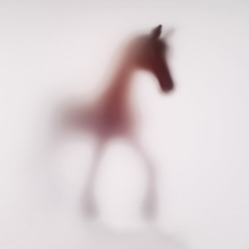 WILD LENS - HORSE XVII Sven Pfrommer