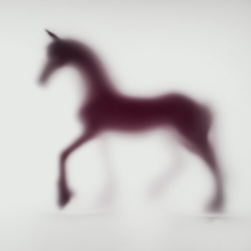 WILD LENS - HORSE XIX Sven Pfrommer