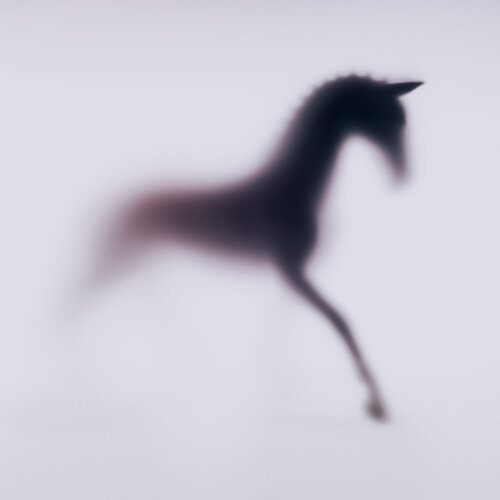 WILD LENS - HORSE XXII von Sven Pfrommer, Fotografie kaufen auf Singulart