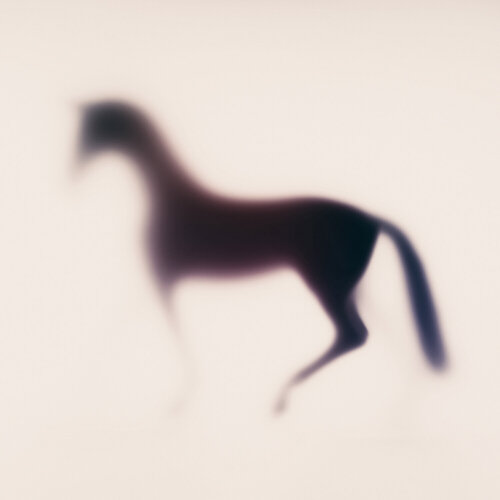 WILD LENS - HORSE XXIV Sven Pfrommer