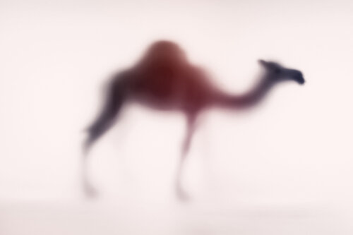 WILD LENS - DROMEDARY Sven Pfrommer