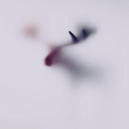 WILD LENS - ELK Sven Pfrommer