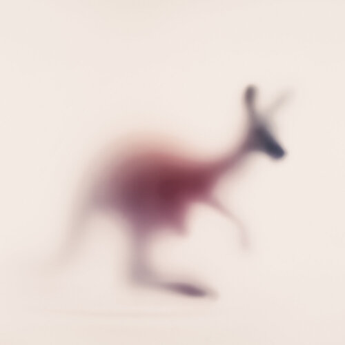 WILD LENS - KANGAROO Sven Pfrommer