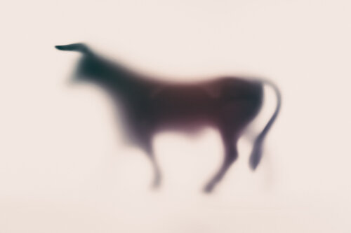 WILD LENS - TORO Sven Pfrommer