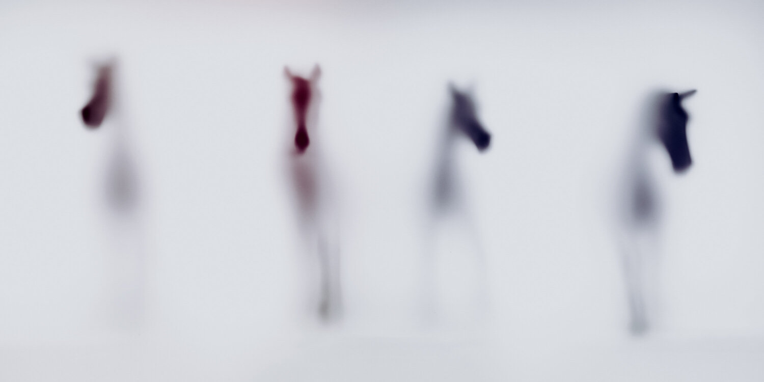 WILD LENS - HORSES II Sven Pfrommer