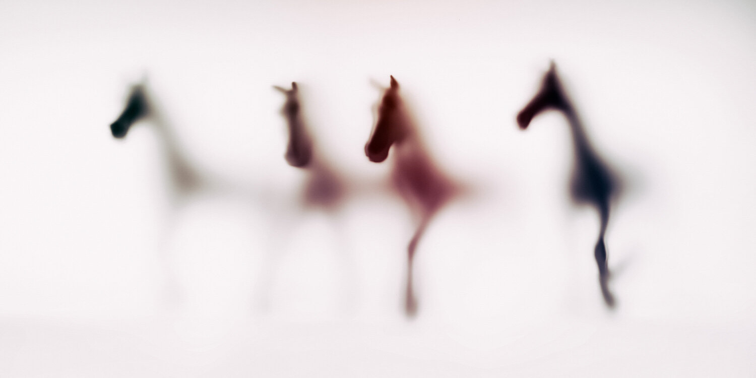 WILD LENS - HORSES X Sven Pfrommer