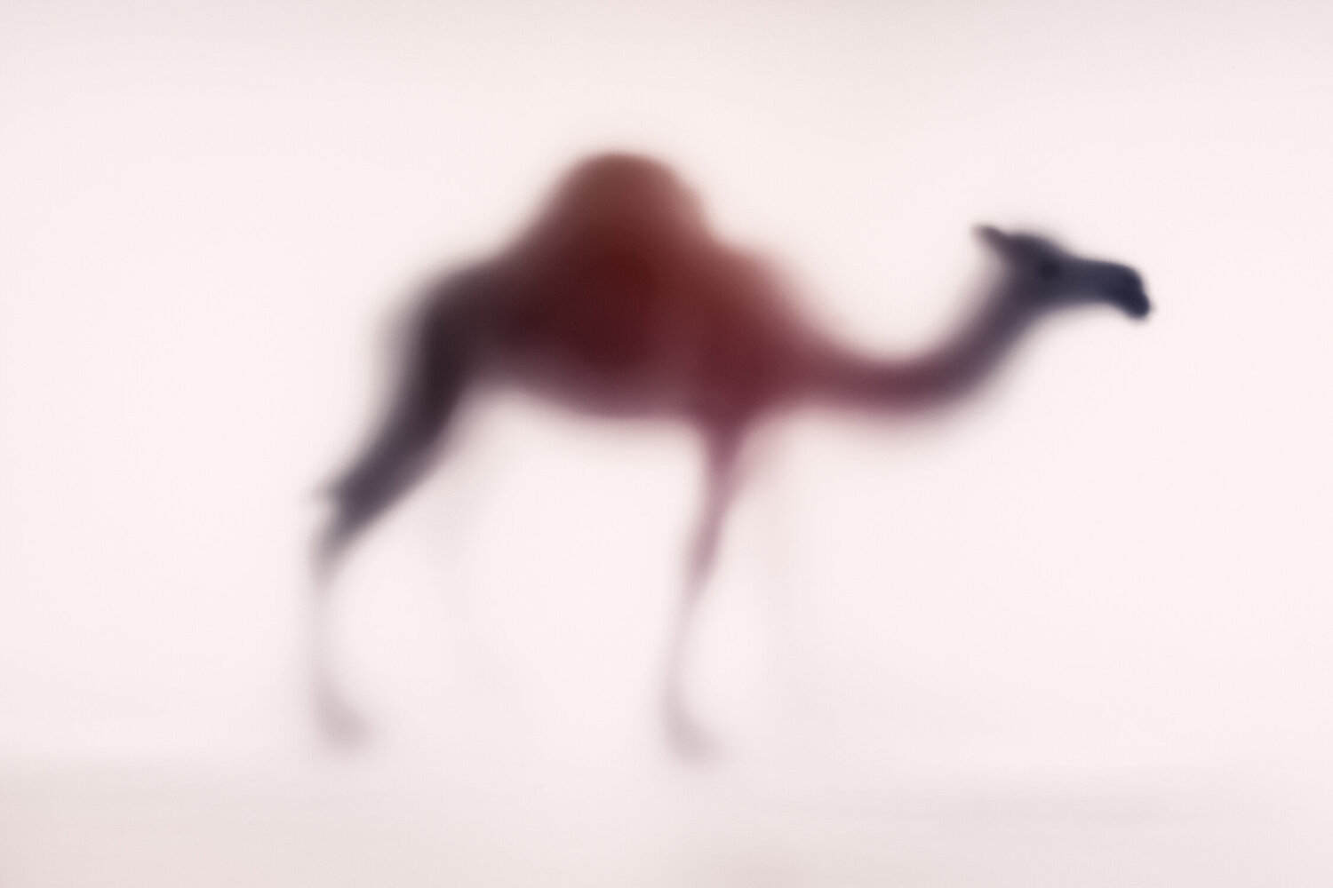 WILD LENS - DROMEDARY Sven Pfrommer