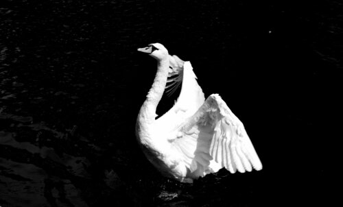 "Paris  Swan" de JO Tuck, Fotografía a la venta en Singulart