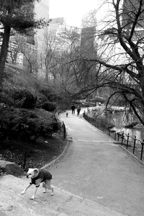 New York Central Park- Bringing Up The Rear JO Tuck