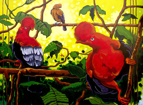 Gallito de roca. Didier Franco