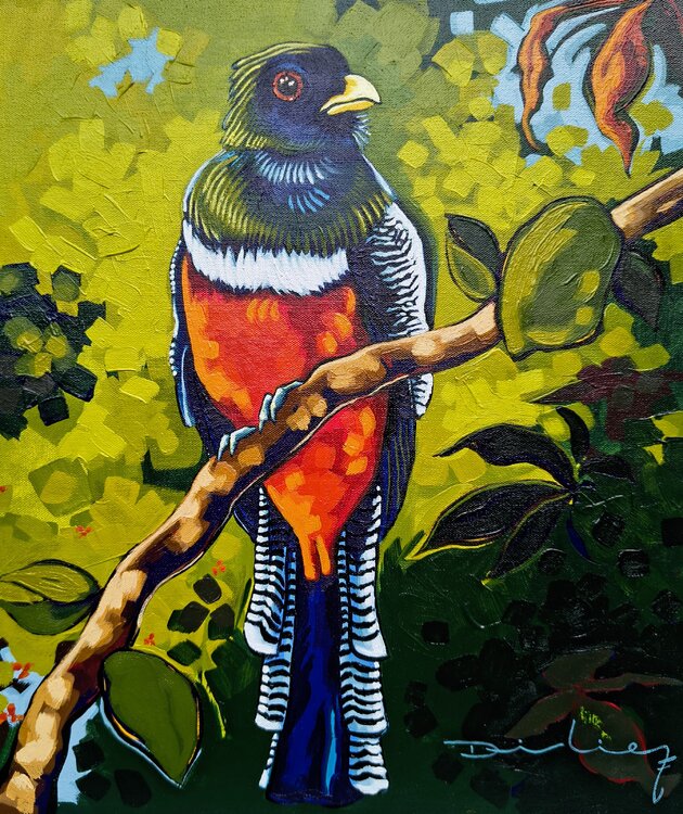 Trogón acollarado Didier Franco