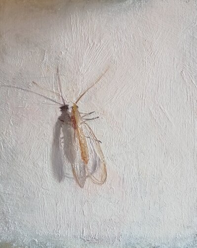 Lacewing van Rosemary Burn, Schilderij te koop op Singulart