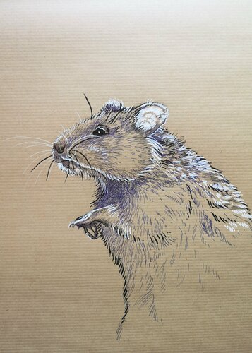 Chèvre van Sabine Ducarn, Tekening te koop op Singulart