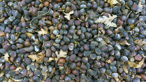 Chestnuts Andrea Benetti