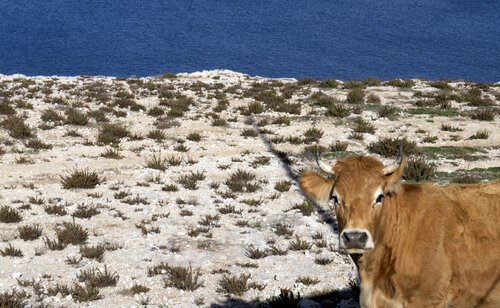 The cow and the sea Andrea Benetti