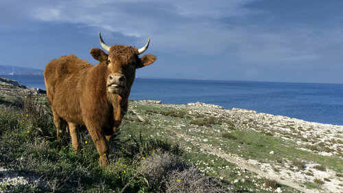 Cow in Syracuse Andrea Benetti