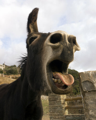 The braying of the donkey di Andrea Benetti, Fotografia in vendita su Singulart