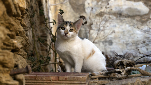 Greek cat Andrea Benetti