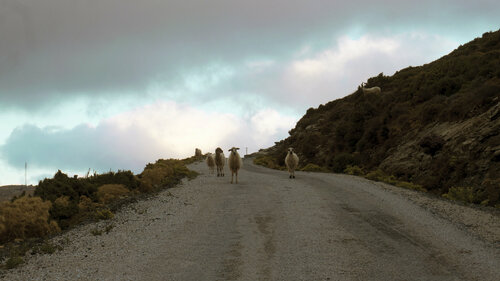 Sheep in the Cyclades Andrea Benetti