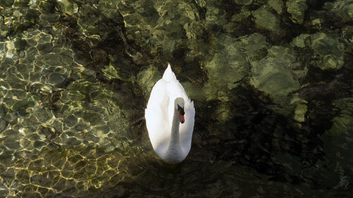 The Swan Andrea Benetti