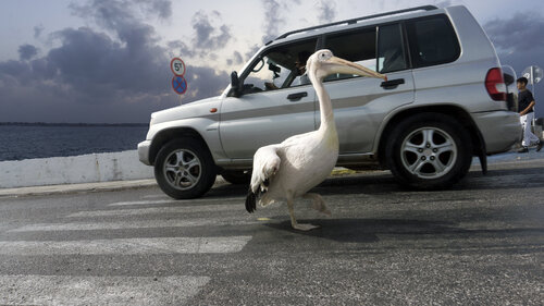 The pelican von Andrea Benetti, Fotografie kaufen auf Singulart