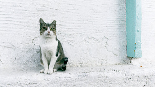 Gatto greco by Andrea Benetti, Photography for Sale on Singulart