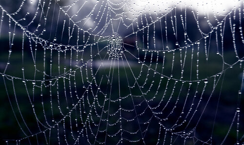 Ragnatela mattutina Andrea Benetti