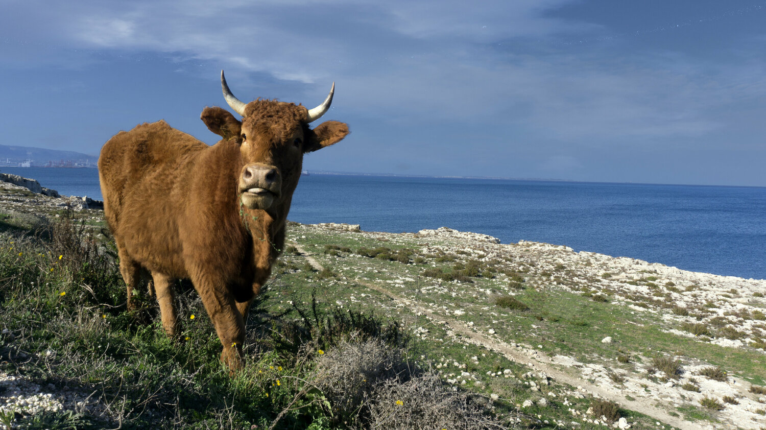 Cow in Syracuse Andrea Benetti
