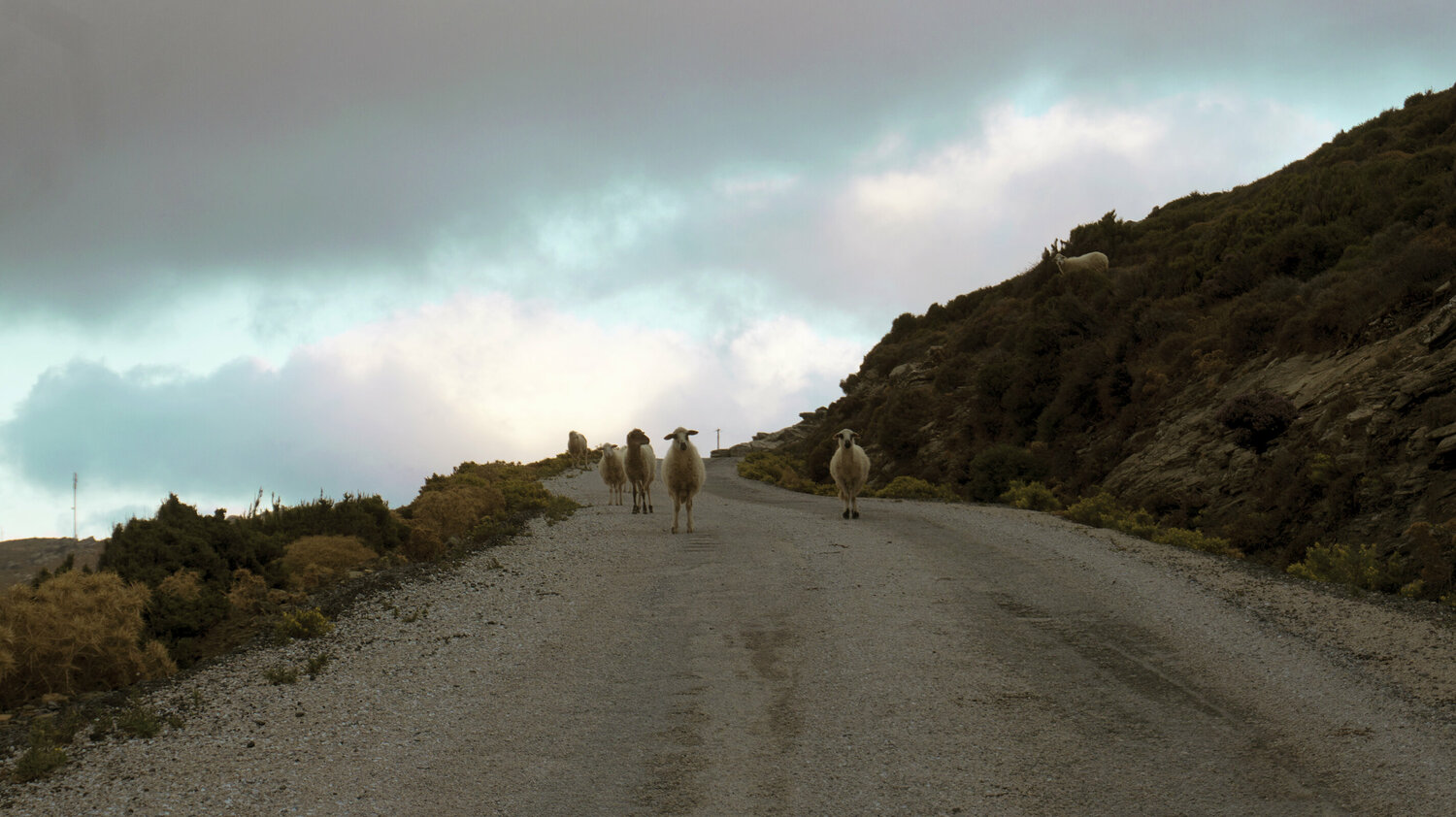 Sheep in the Cyclades Andrea Benetti