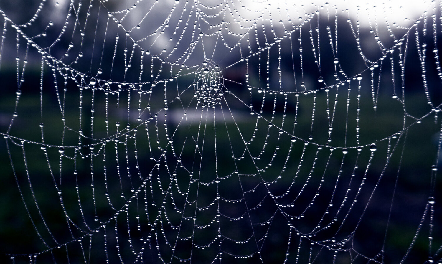 Ragnatela mattutina Andrea Benetti