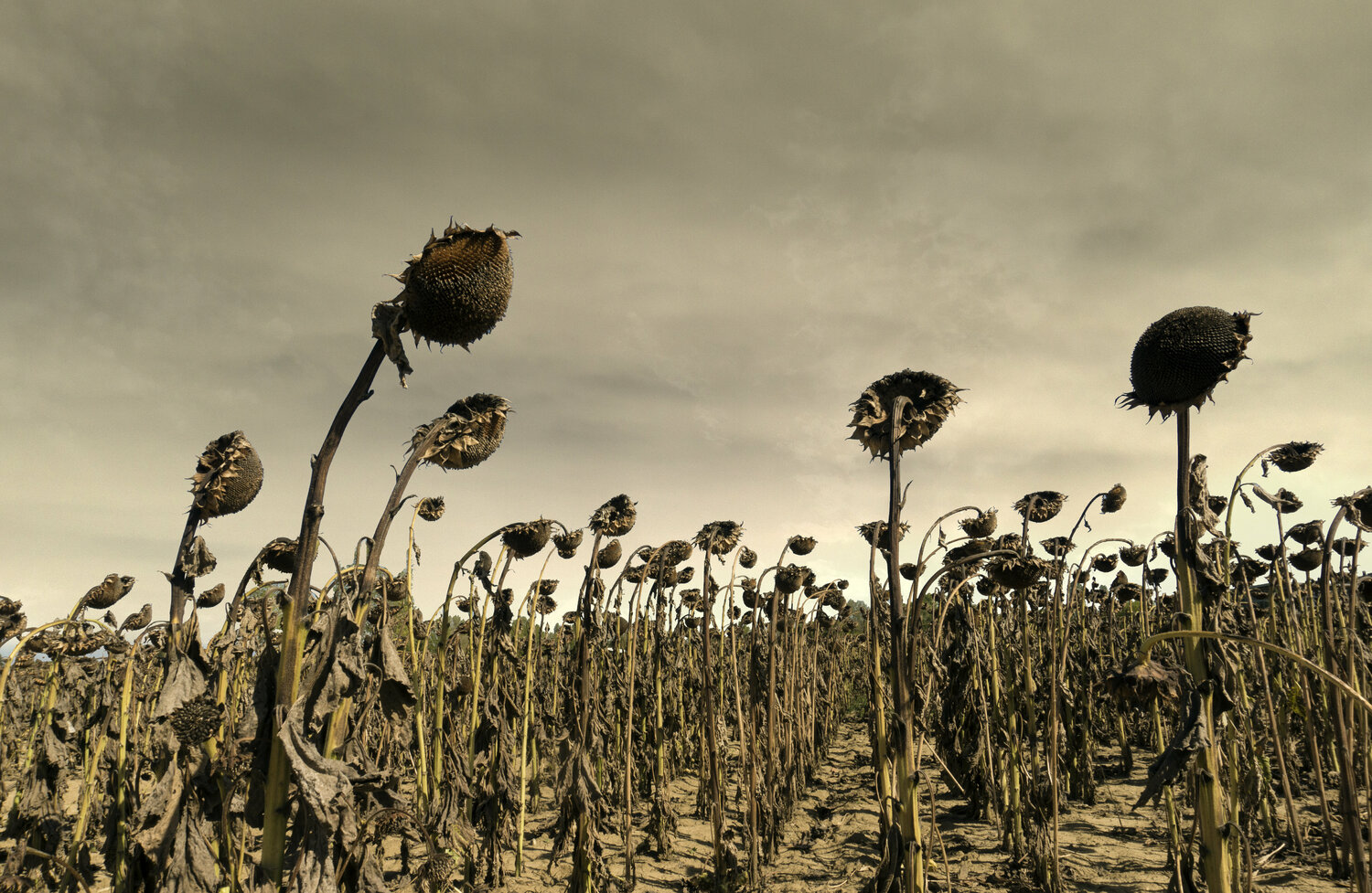 The death of sunflowers Andrea Benetti Fotografie zu verkaufen