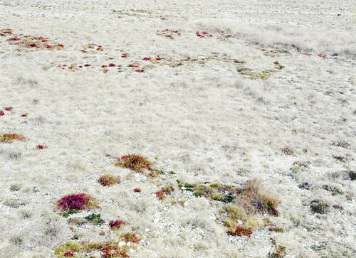 GAZE AT THE DESERT LIFE   (Museum Quality Fine Art print / Archival Pigment Print) par Gianfranco Pezzot, Digital en vente sur Singulart