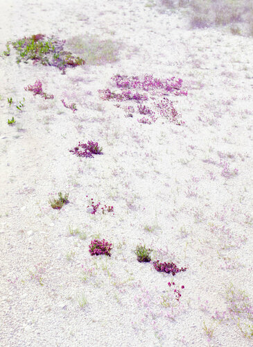 FLORA DI PRIMAVERA  (Museum Quality Fine Art print / Archival Pigment Print) von Gianfranco Pezzot, Digital kaufen auf Singulart