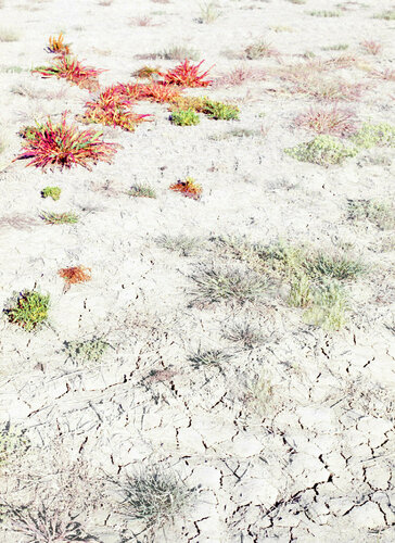 BLEEDING GROUND  (Museum Quality Fine Art print / Archival Pigment Print) par Gianfranco Pezzot, Digital en vente sur Singulart