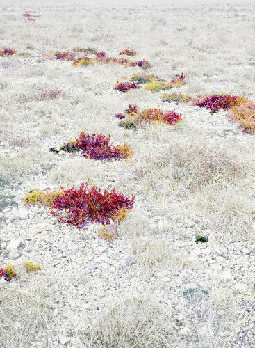 ANALYSIS OF THE HIDDEN FLOWER  (Museum Quality Fine Art print / Archival Pigment Print) par Gianfranco Pezzot, Digital en vente sur Singulart