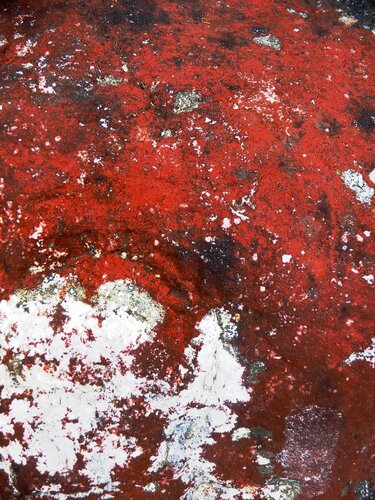Rouge Nature von Karl Blanchet, Fotografie kaufen auf Singulart