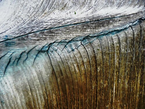 Bois bleu by Karl Blanchet, 사진 for Sale on Singulart