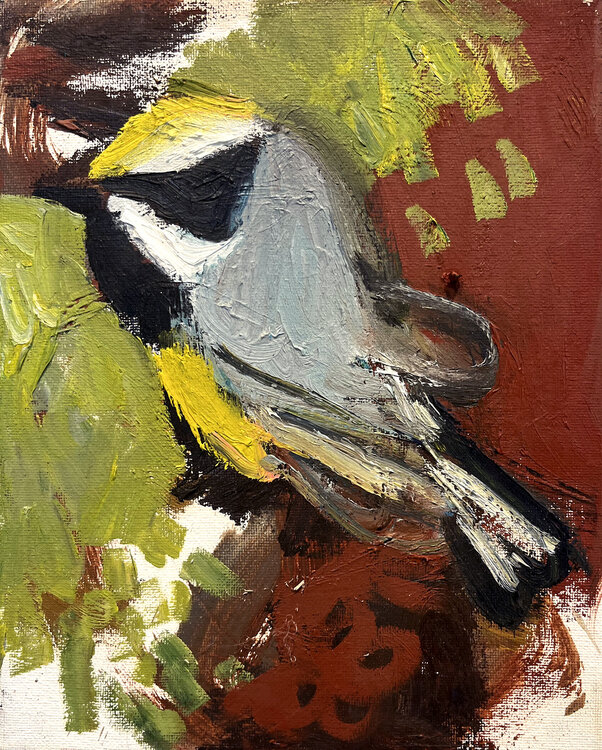 Yellow Winged Warbler David Sheldon