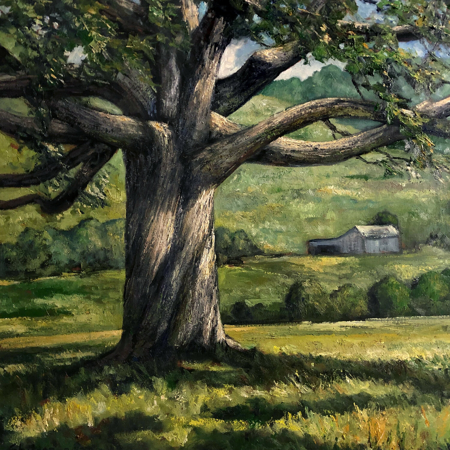 Grand Oak in Summer David Sheldon
