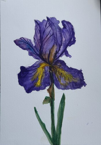 Iris by Tanya Bilous, Work on Paper for Sale on Singulart