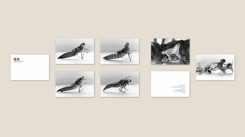 "Wu wei / The (empty) Shell of the Cicada" (8 separate prints conceived as a group of works) Harald Gsaller